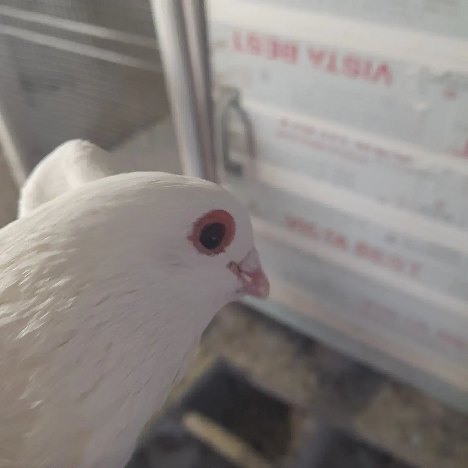 کفتر|پرنده|تبریز, |دیوار