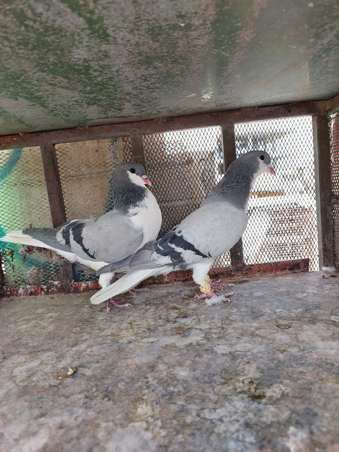 کبوتر|پرنده|مبارکه, |دیوار