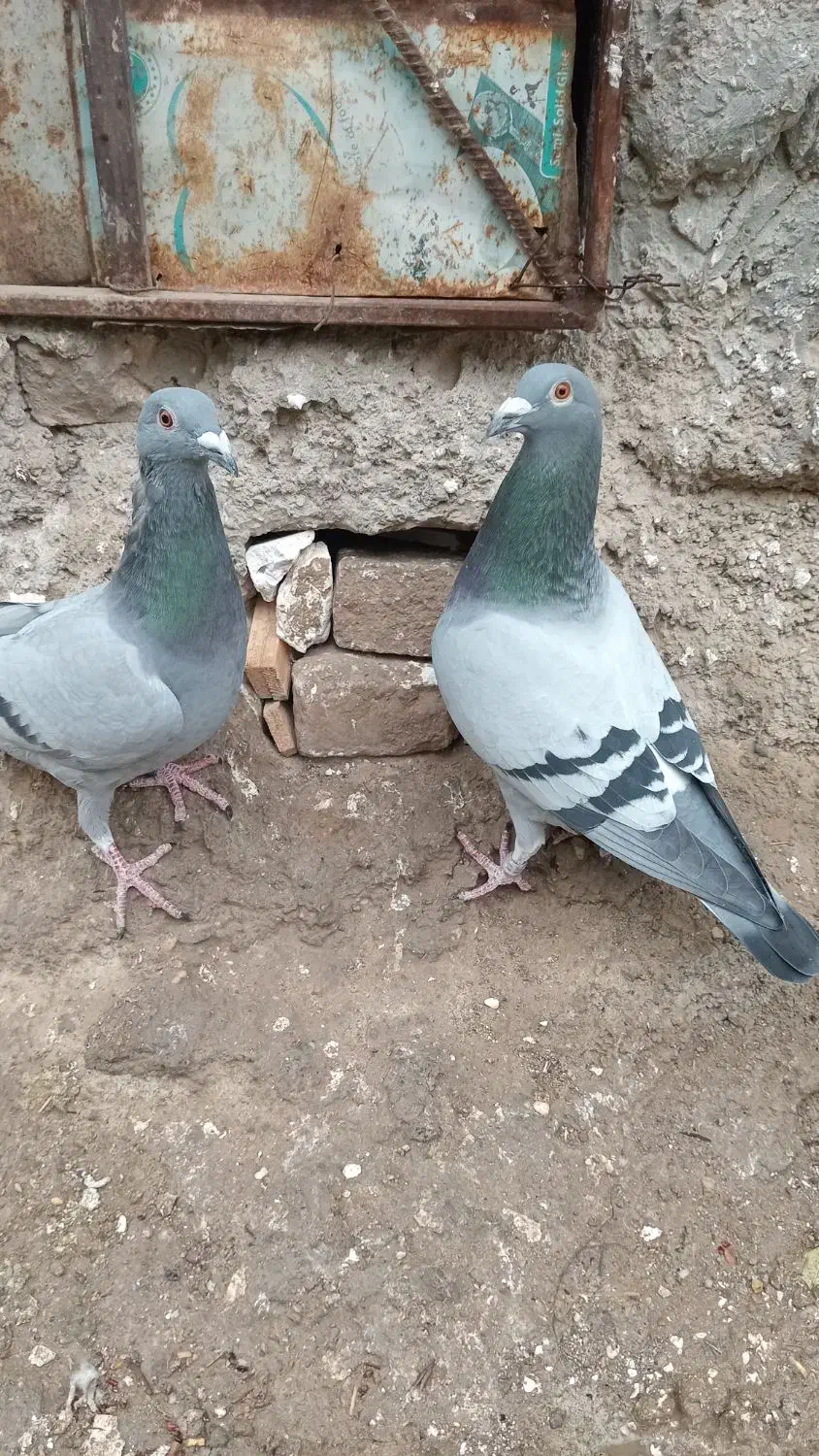 گبوترمسافتی|پرنده|مینودشت, |دیوار