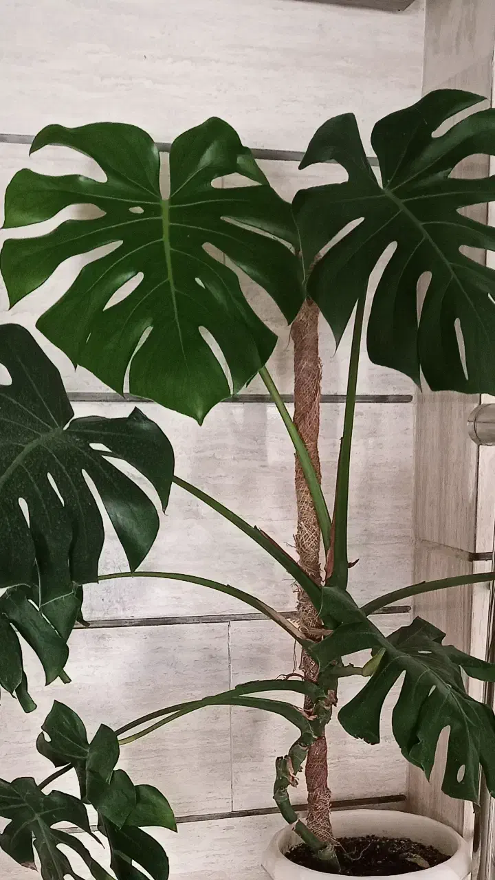 مانسترا کینگ. سبز|گل و گیاه طبیعی|محمدیه-قزوین, |دیوار