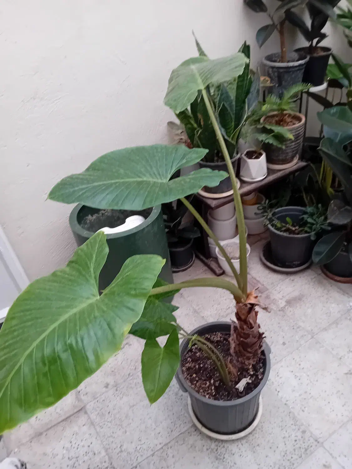 بابا آدم|گل و گیاه طبیعی|اندیشه, اندیشه فاز ۱|دیوار