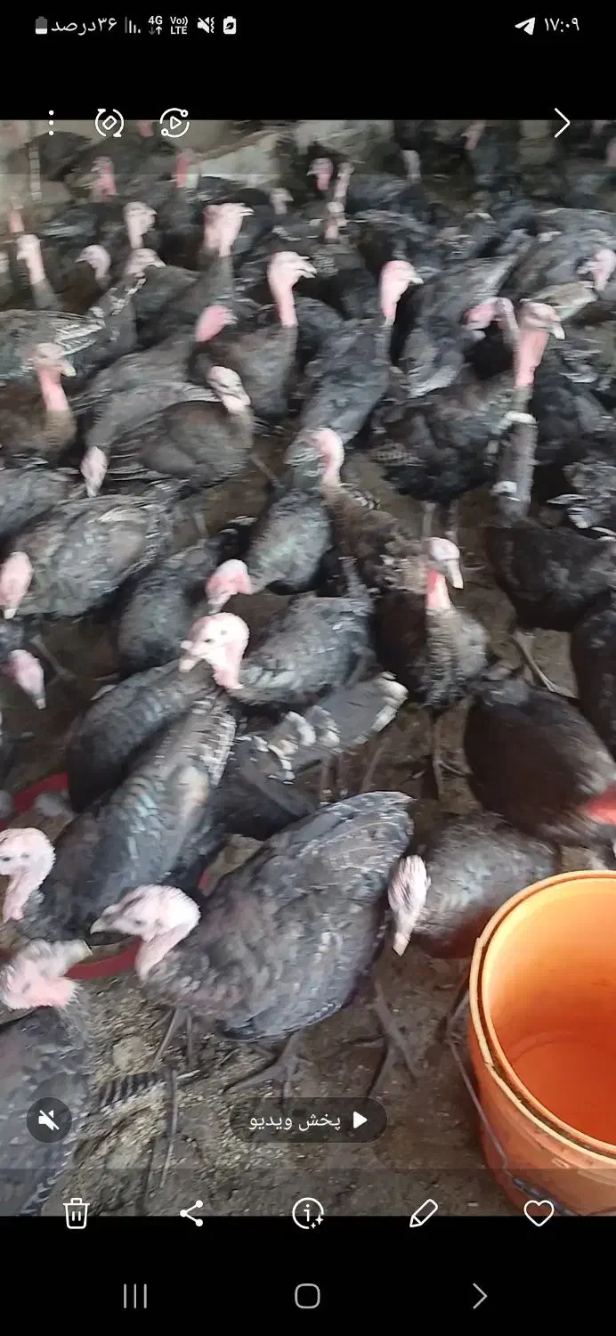 بوقلمون نر و ماده|حیوانات مزرعه|نظرآباد, مصطفی آباد|دیوار