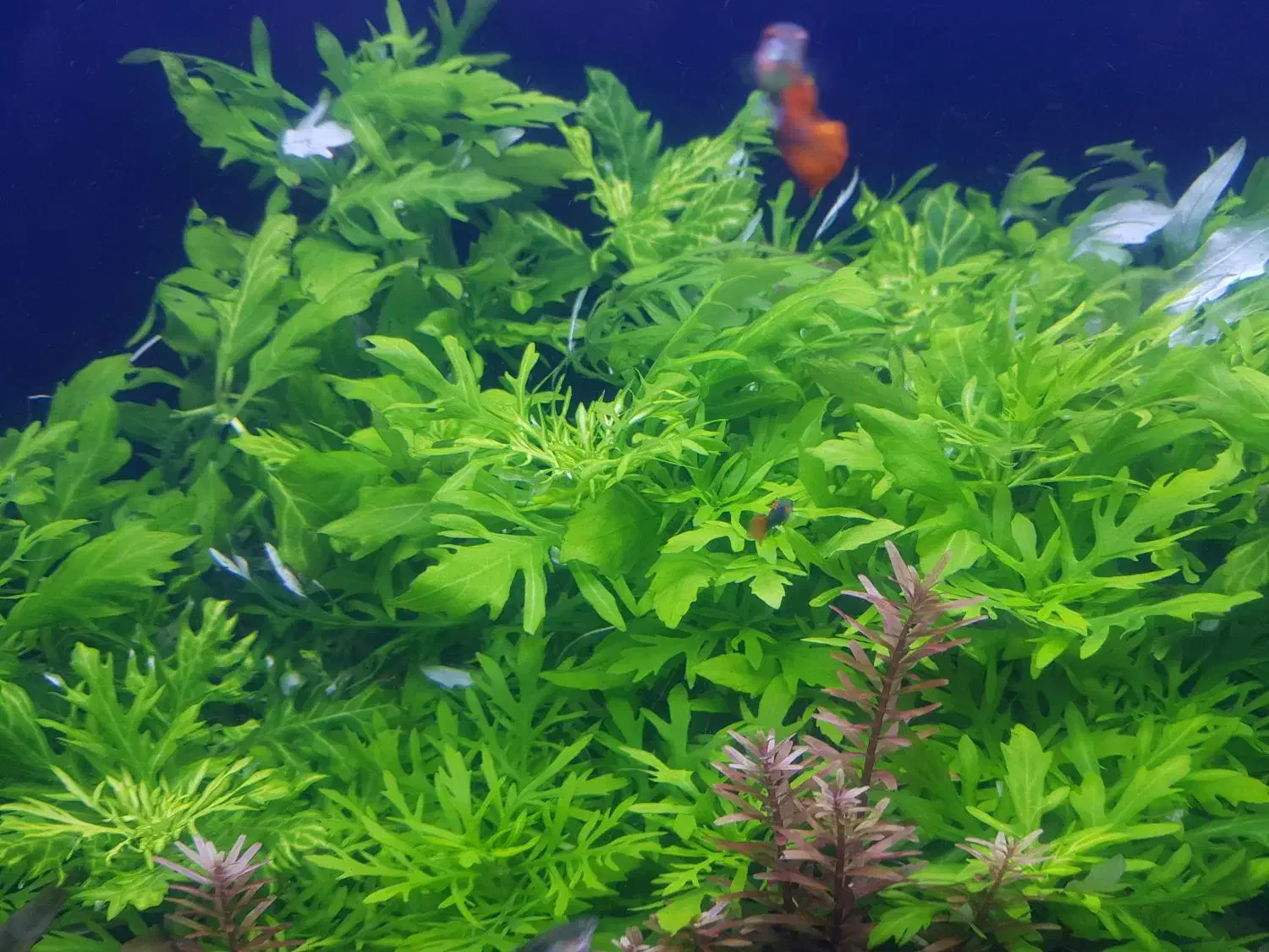 اکواریوم گیاه طبیعی|ماهی|مشهد, نیزه|دیوار