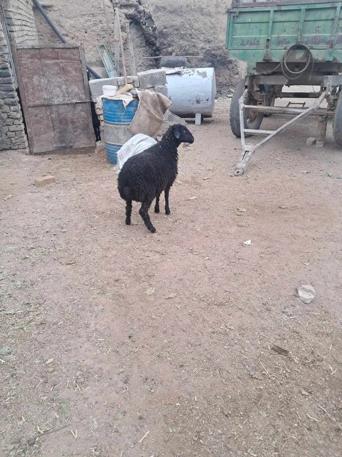 میش با بره بزرگ|حیوانات مزرعه|فرمهین, |دیوار