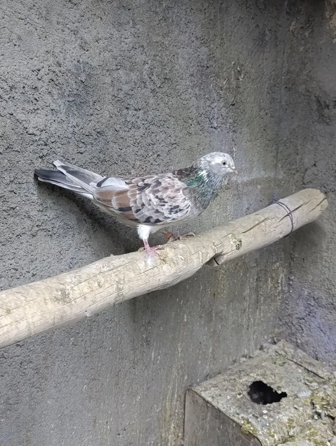 کفتر سرور نر و ماده پرشی|پرنده|زیباشهر, |دیوار