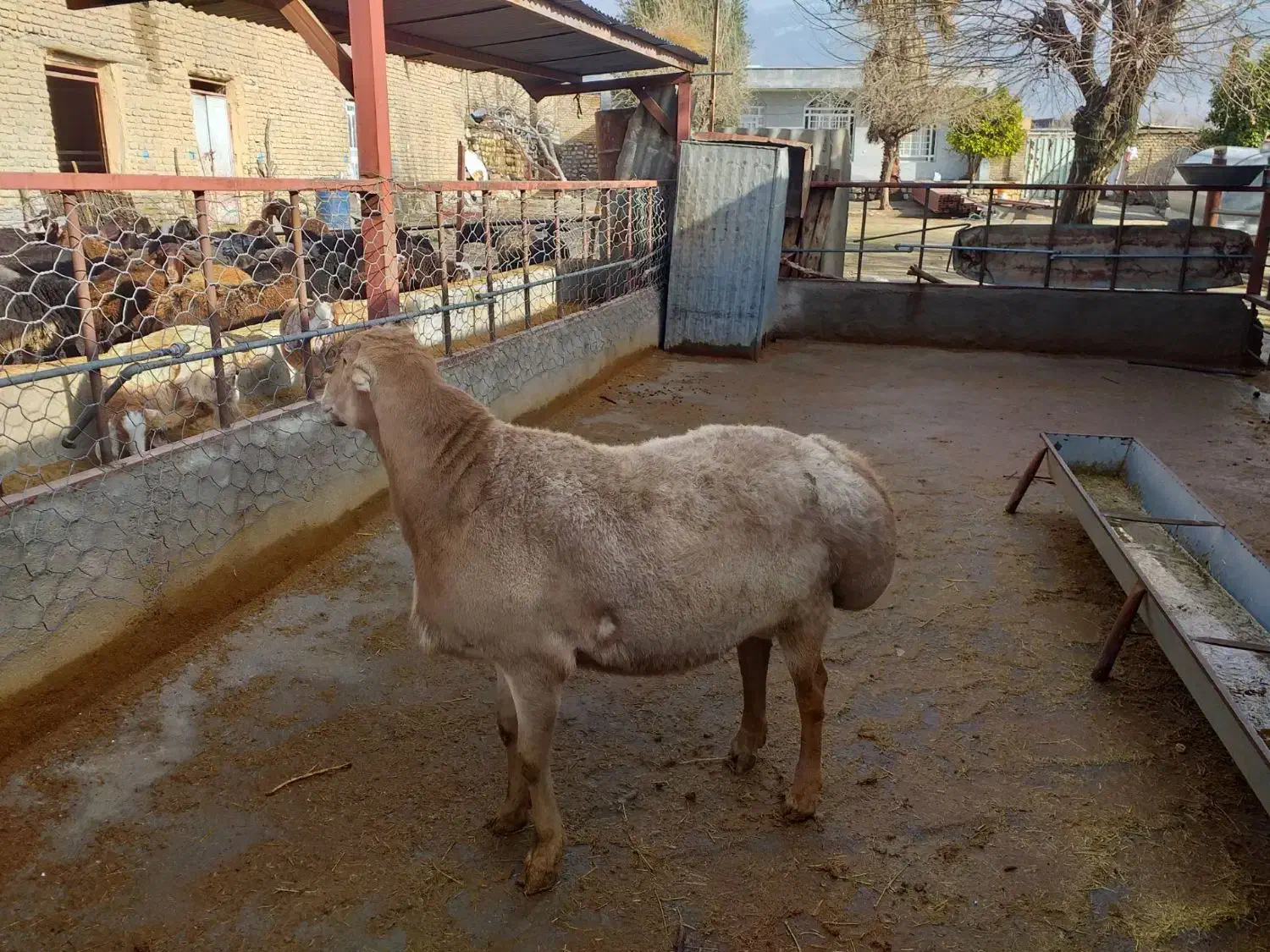 قوچ چینی|حیوانات مزرعه|چگنی, |دیوار