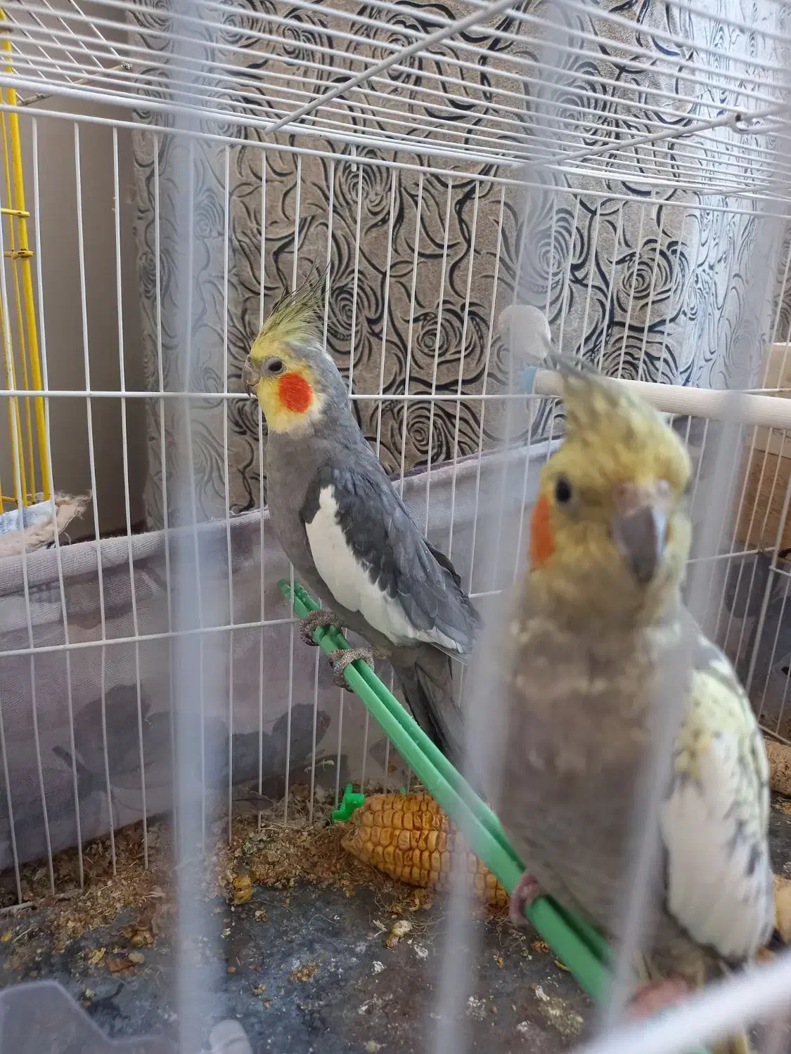 عروس هلندی|پرنده|طرقبه, |دیوار