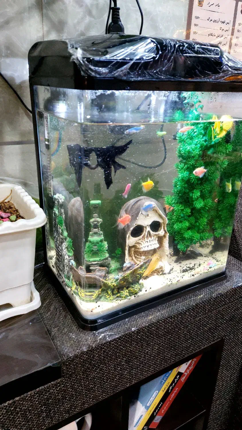 آکواریوم رو میزی شیشه خم|ماهی|محمدبار, |دیوار
