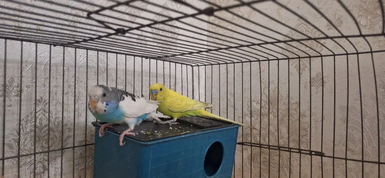 مرغ عشق / جفت|پرنده|قم, حاج خلیل|دیوار