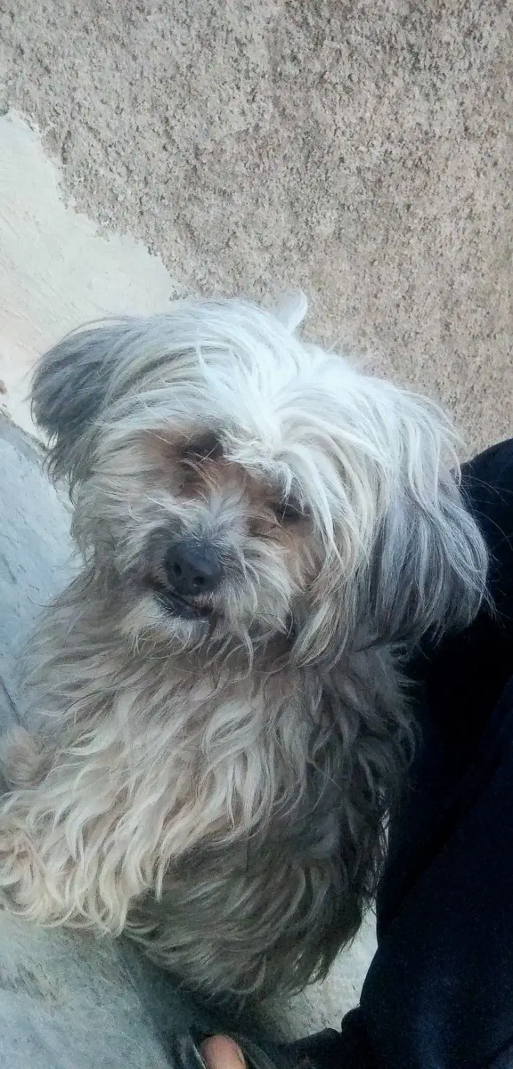 شیتزو پامر فرفری باهوش|سگ|شیراز, سعدیه شمالی|دیوار