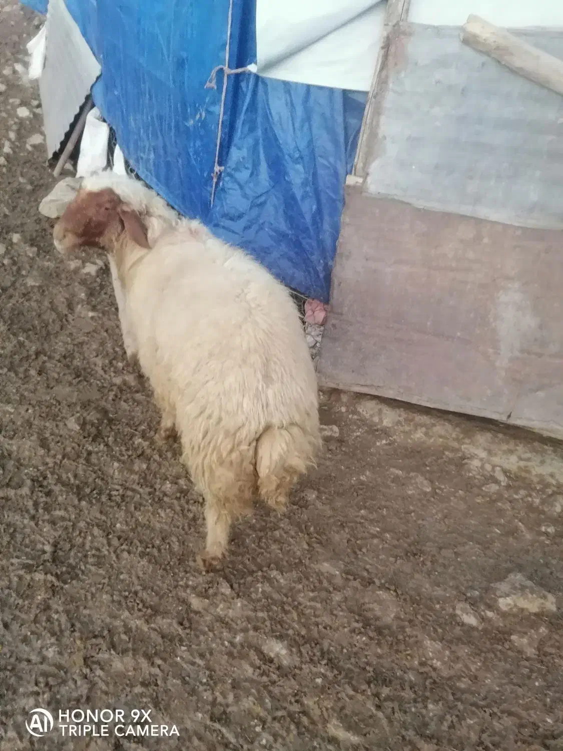 قوچ لری|حیوانات|الشتر, |دیوار