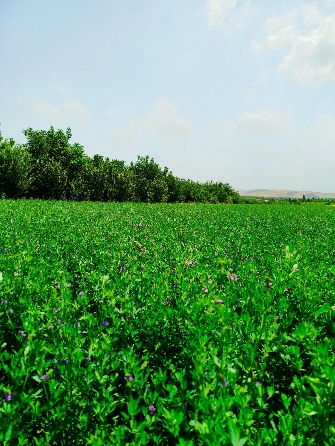 فروش زمین ۲۶۰۰|فروش زمین و ملک کلنگی|شاهین دژ, |دیوار