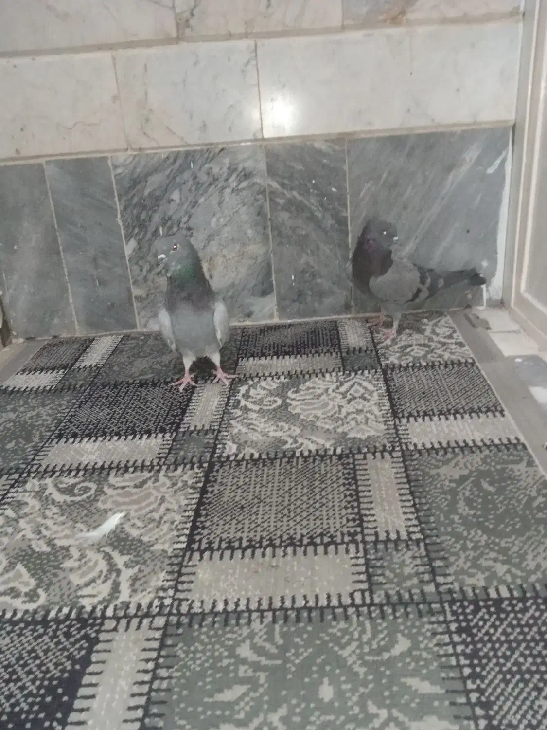 کفتر سبز دوخط و ماده سین دم سیاه|پرنده|قم, نیروگاه|دیوار