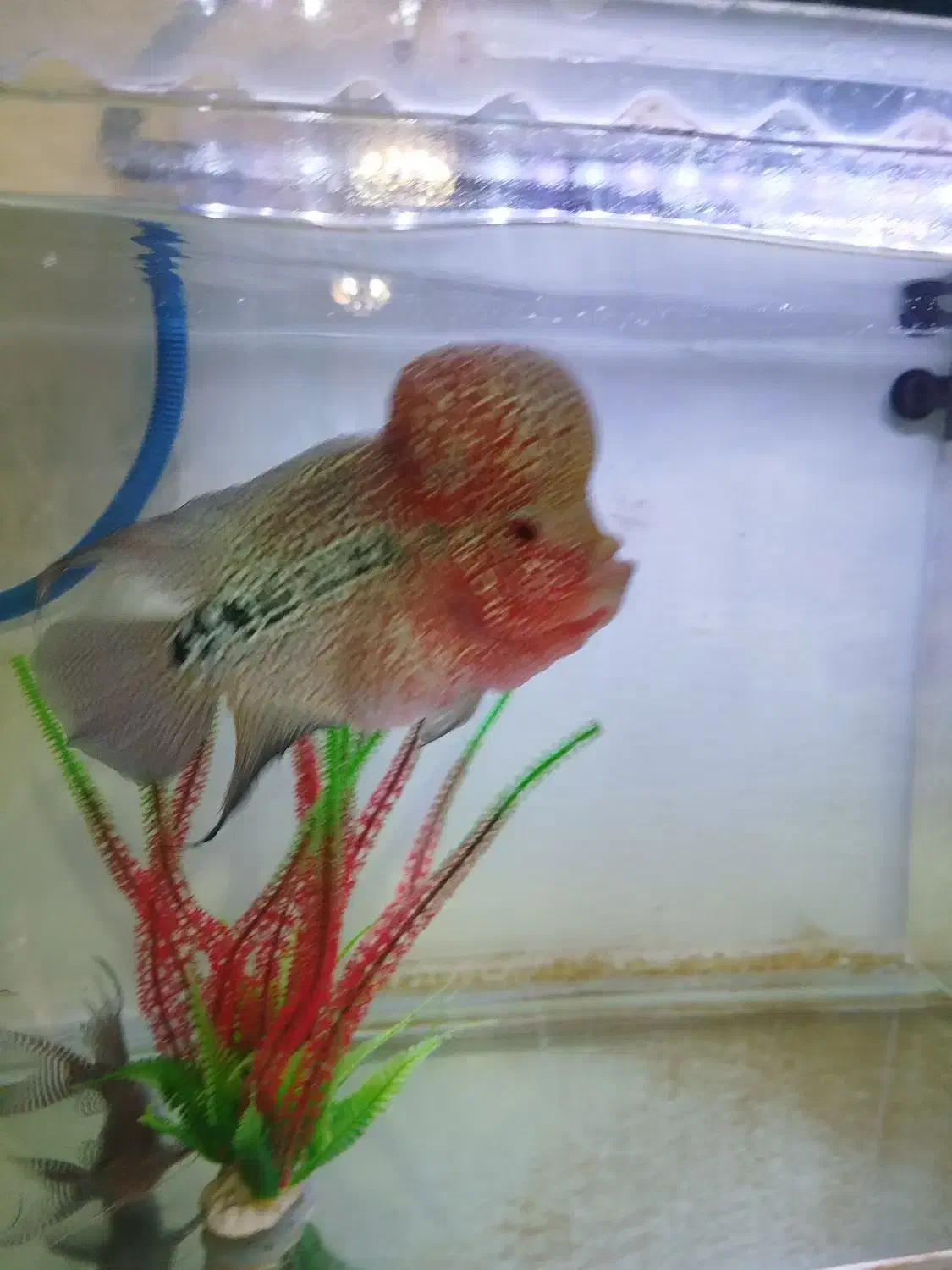 ماهی فلاور|ماهی|تبریز, |دیوار