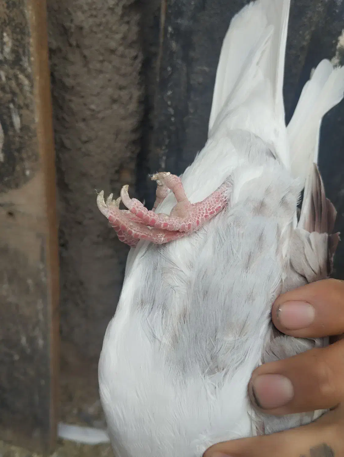 اسطوره|پرنده|بم, |دیوار