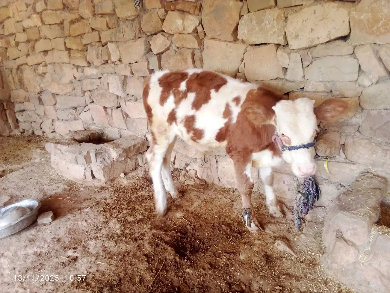 گوساله|حیوانات مزرعه|لالی, |دیوار