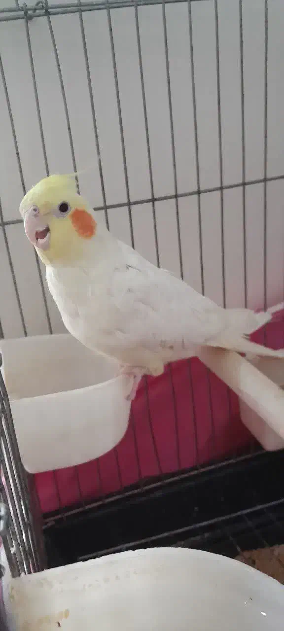 عروس هلندی سفید سخنگو|پرنده|تهران, شهرک آزمایش|دیوار