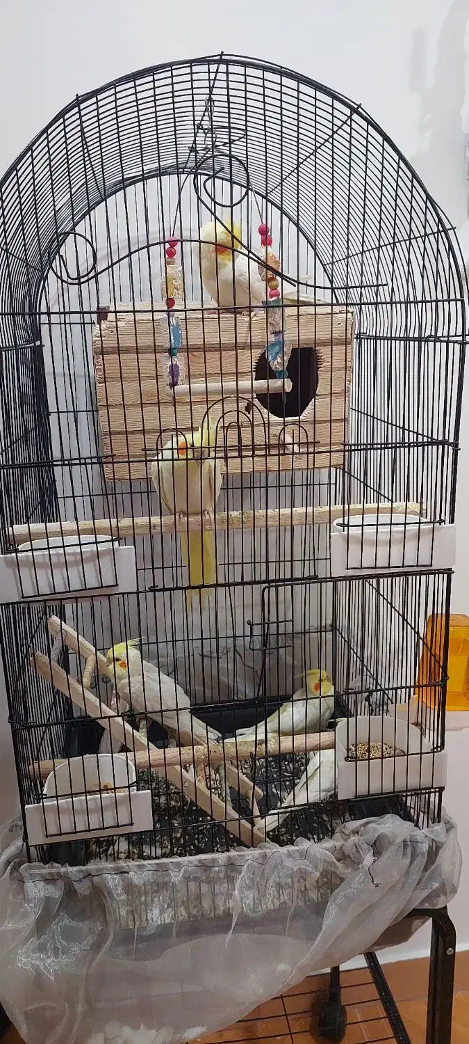 عروس هلندی|پرنده|کرج, اصفهانی‌ها|دیوار