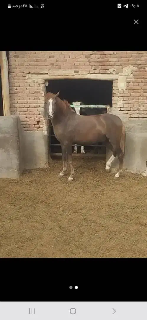 اسب نریان|اسب و تجهیزات اسبسواری|ارومیه, |دیوار