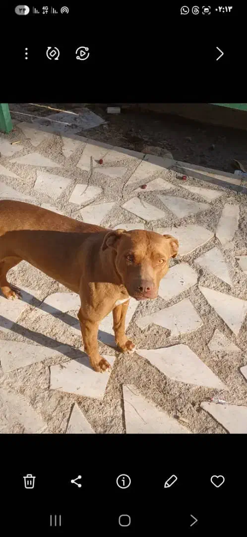 توله سگ|سگ|شهرضا, |دیوار