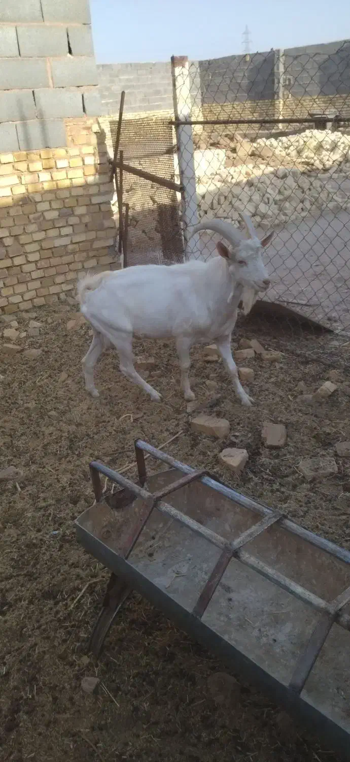 نر بز|حیوانات مزرعه|میبد, |دیوار