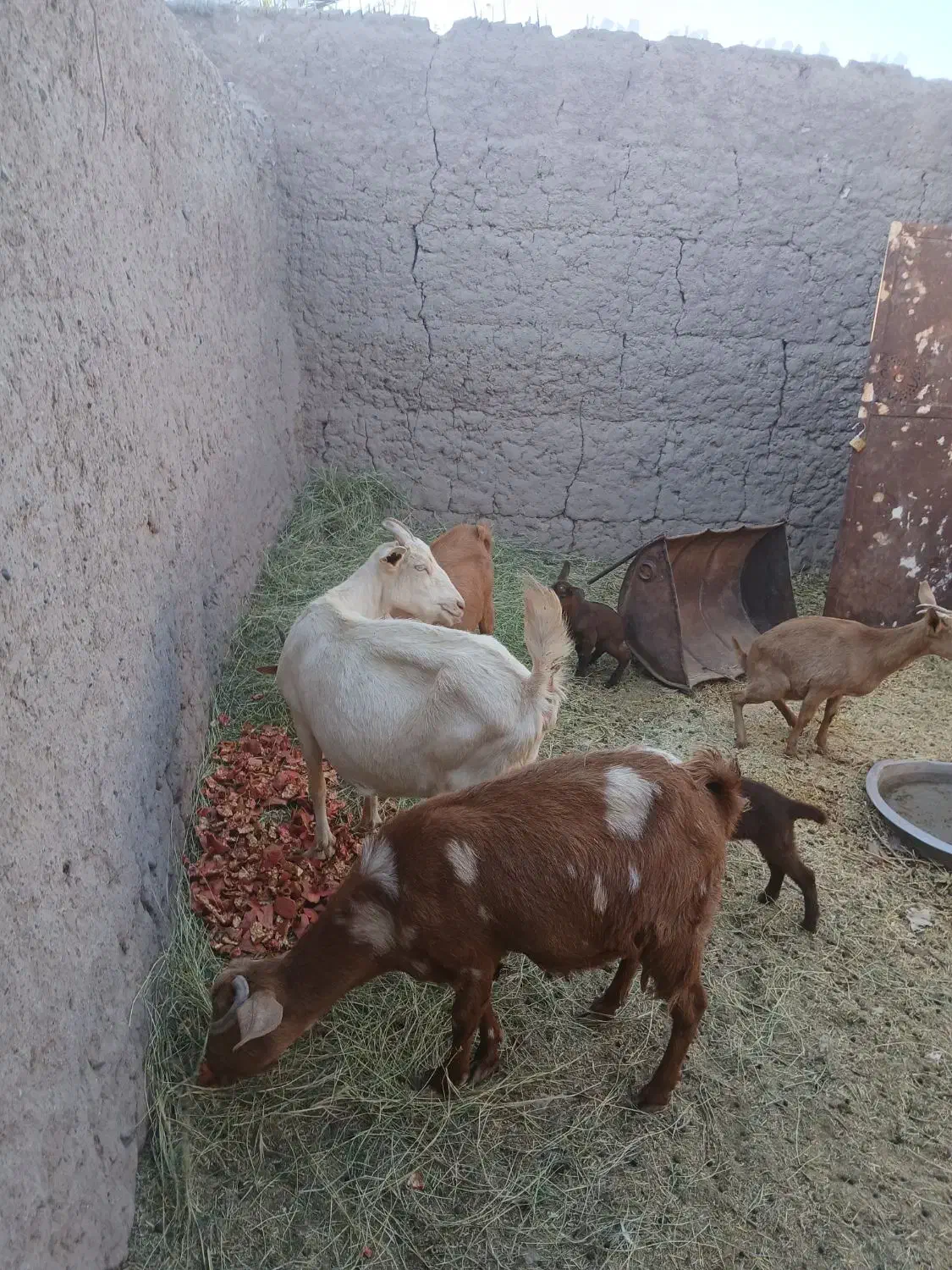 فروشی|حیوانات مزرعه|نرماشیر, |دیوار