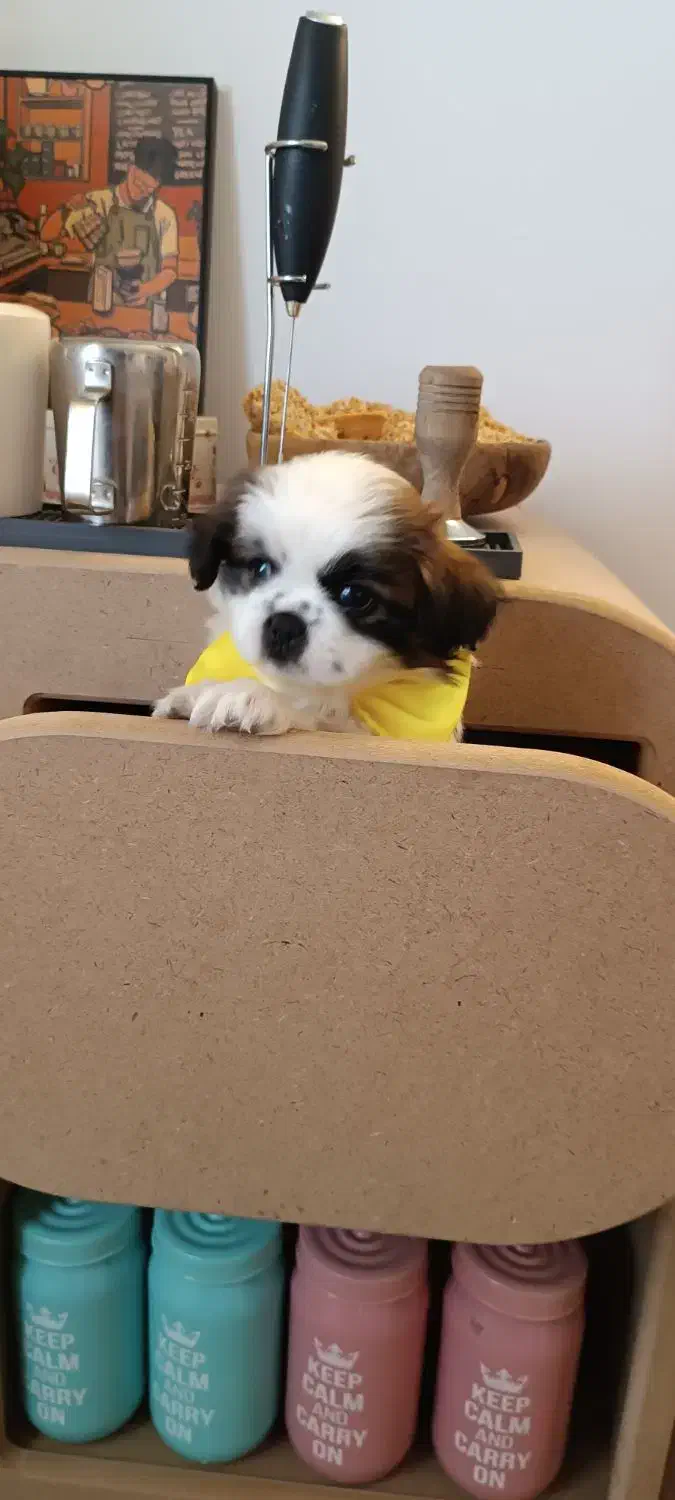 شیتزو سوپر فلت|سگ|تهران, جنتآباد جنوبی|دیوار