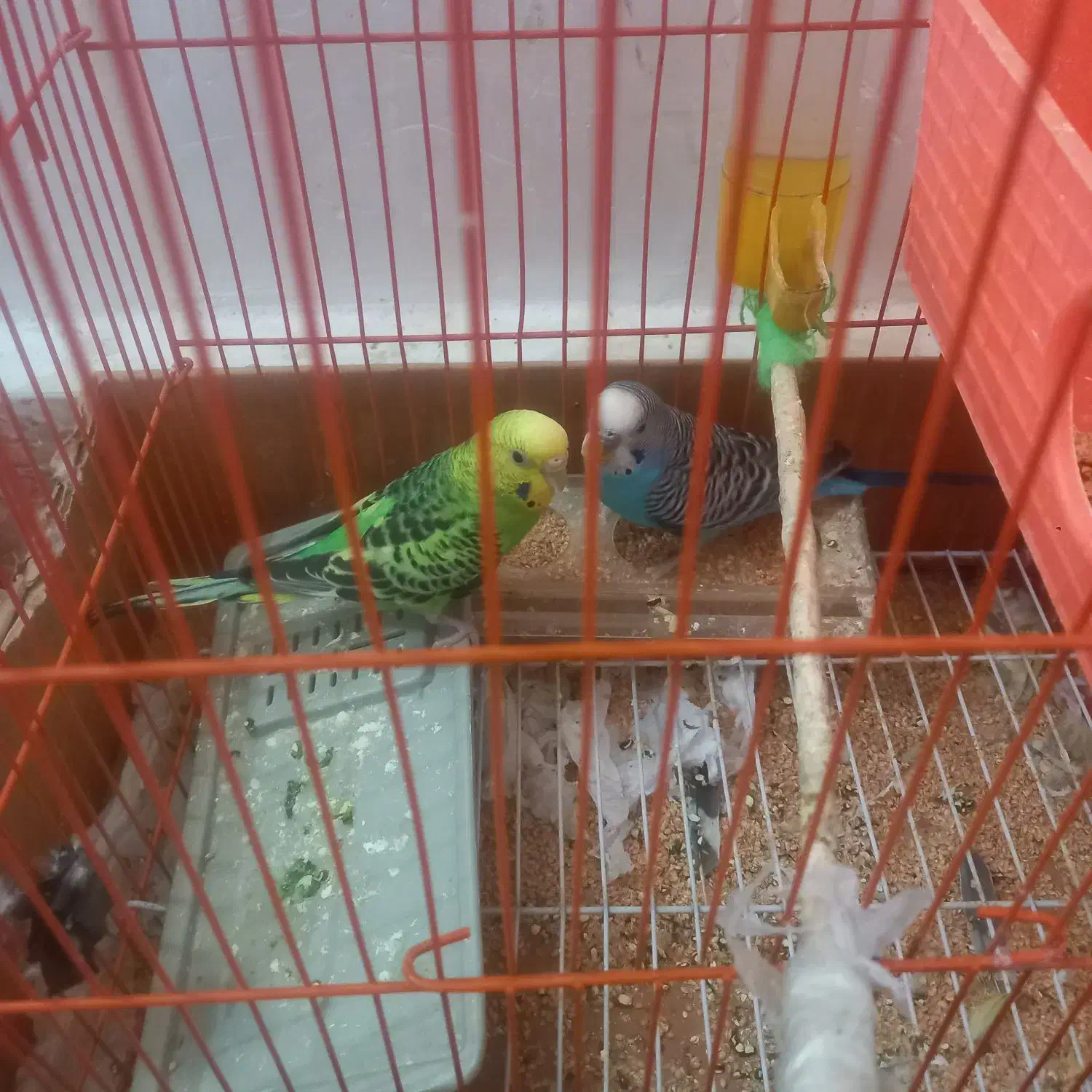 معامله با مرغ|پرنده|جیرفت, |دیوار