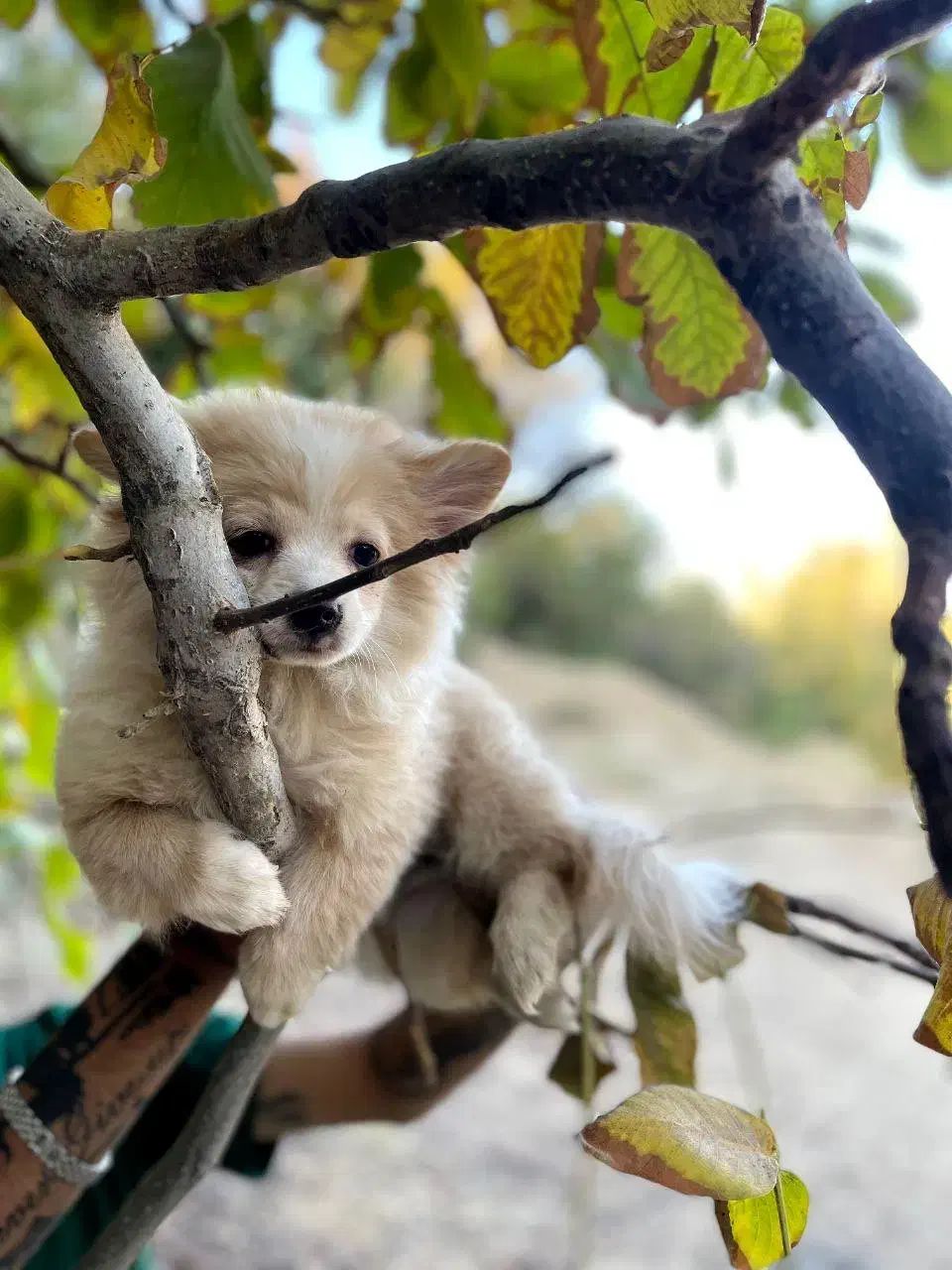 فروش سگ پامر|سگ|یزد, |دیوار