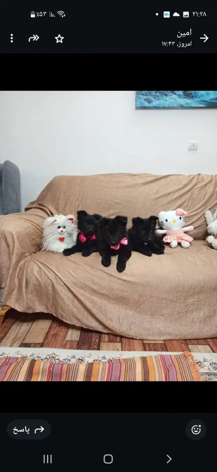 دوعدد توله ماده ژرمن بلک شولاین|سگ|کازرون, |دیوار