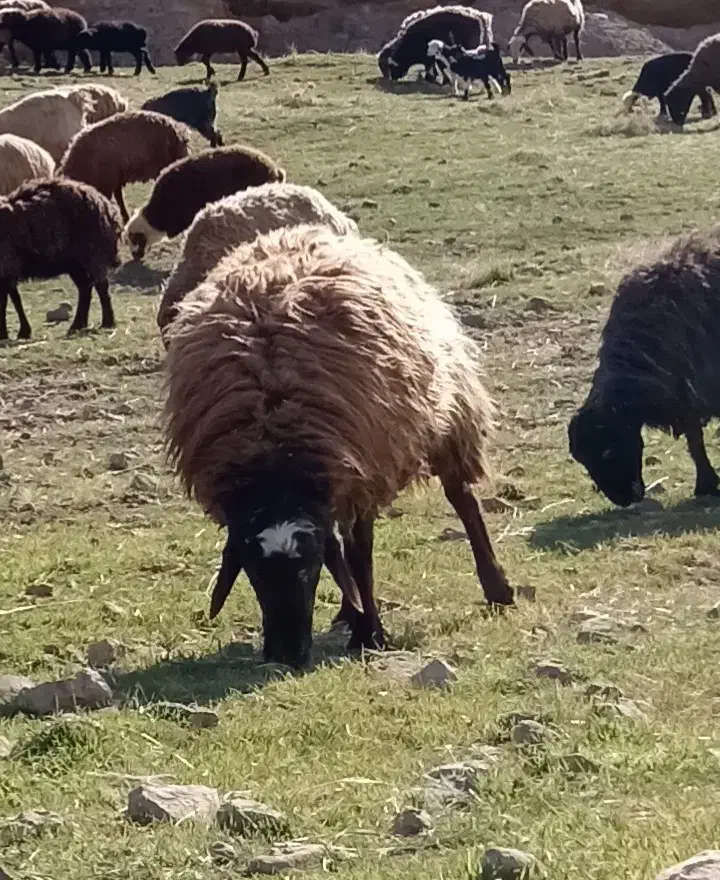 کوه یاقوچ|حیوانات مزرعه|خانمیرزا, |دیوار