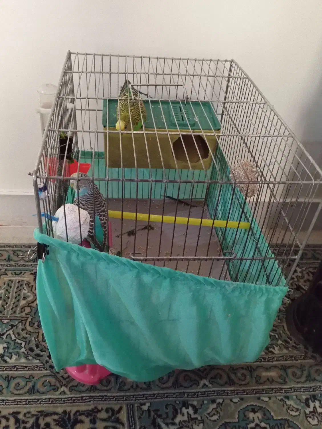 یک جفت مرغ عشق بدون قفس|پرنده|تهران, وحیدیه|دیوار