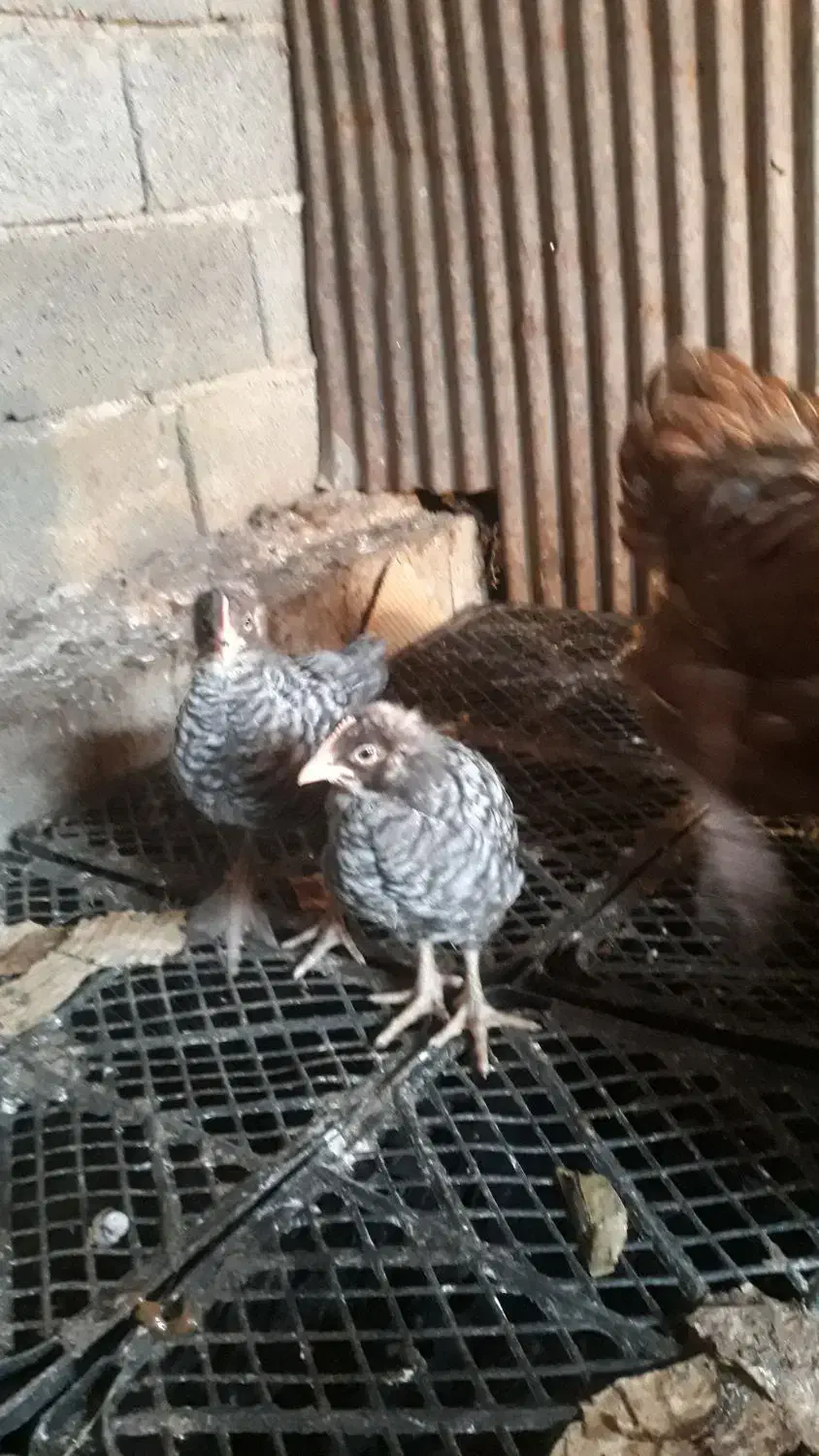 جوجه مرغ آمروک|حیوانات مزرعه|اطاقور, |دیوار