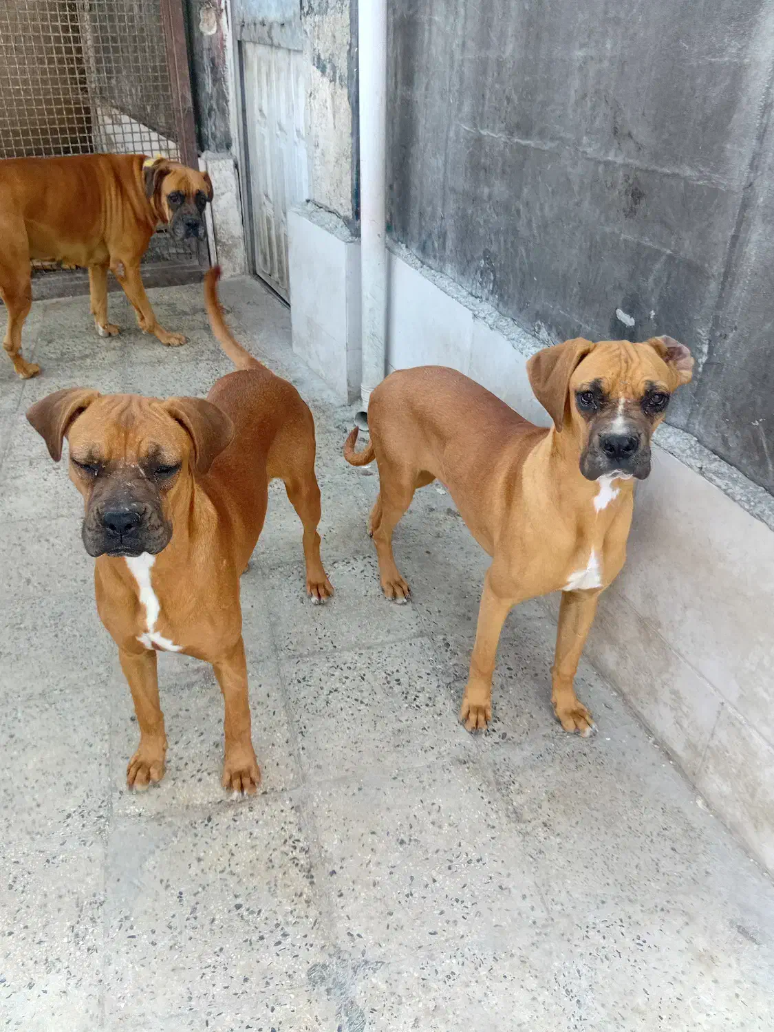 سگ باکسر گلد اصیل|سگ|نوشهر, |دیوار