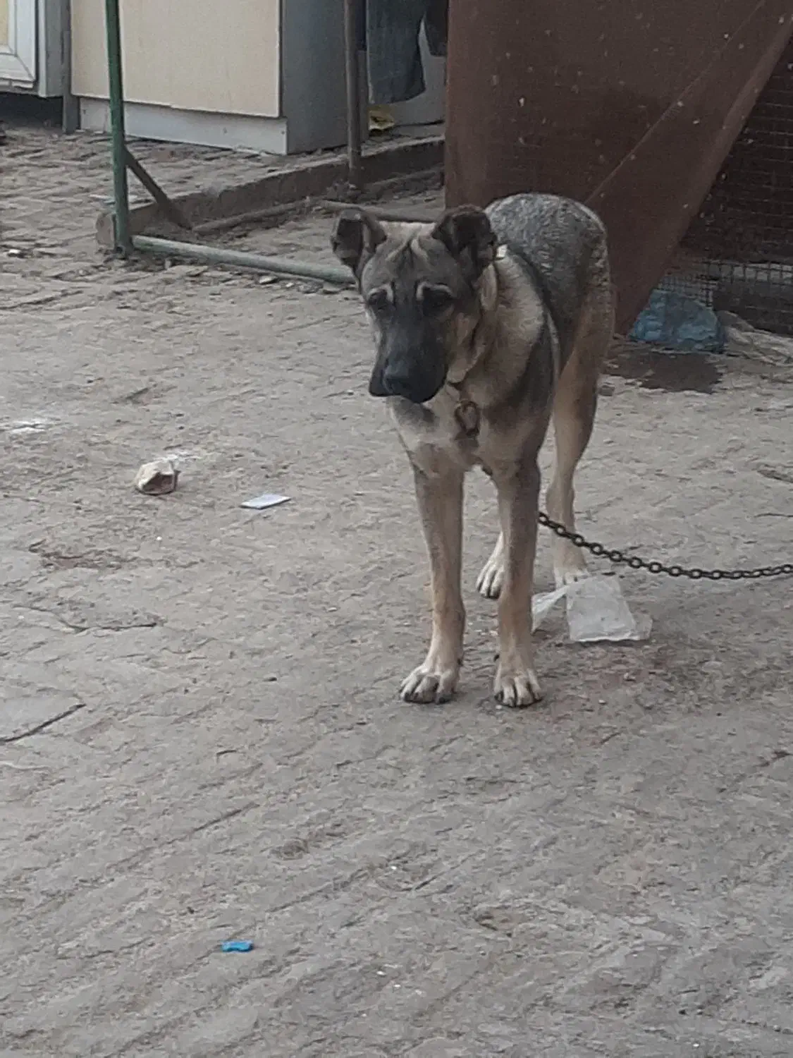 توله پژدر|سگ|چهاردانگه (تهران), |دیوار