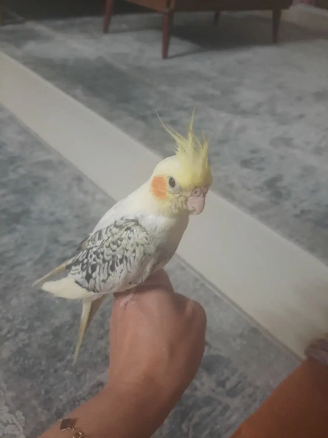 طوطی عروس فول رام|پرنده|آمل, |دیوار