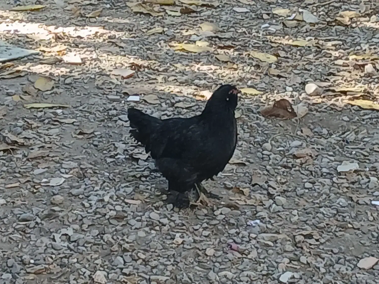 تخم مرغ تازه با نطفه صدرصد|حیوانات مزرعه|خان ببین, |دیوار