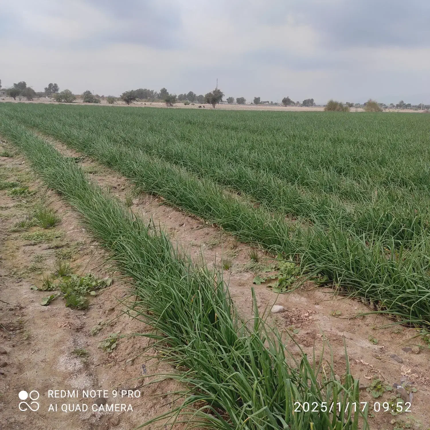 اجاره زمین کشاورزی|اجارهٔ دفتر صنعتی، کشاورزی، تجاری|توکهور, |دیوار