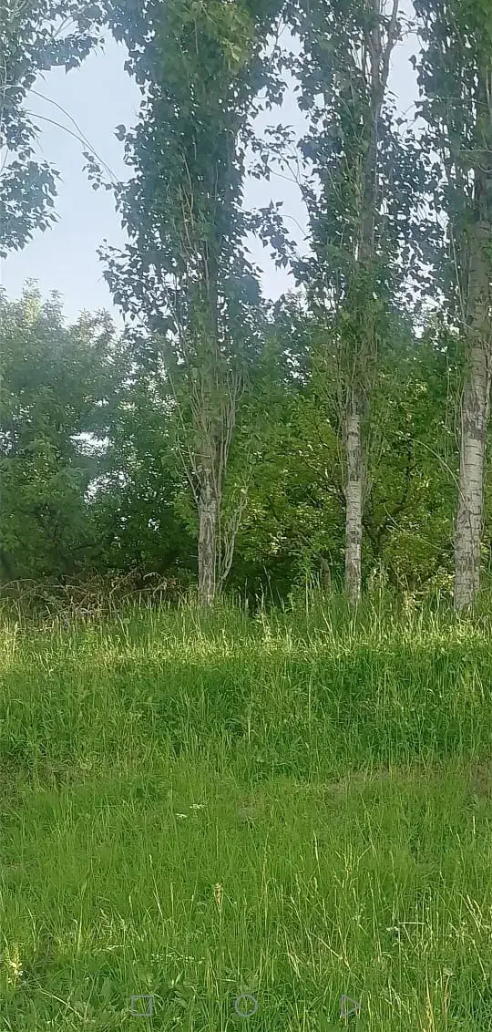 درخت قلمه تبریزی|گل و گیاه طبیعی|صومای برادوست, |دیوار