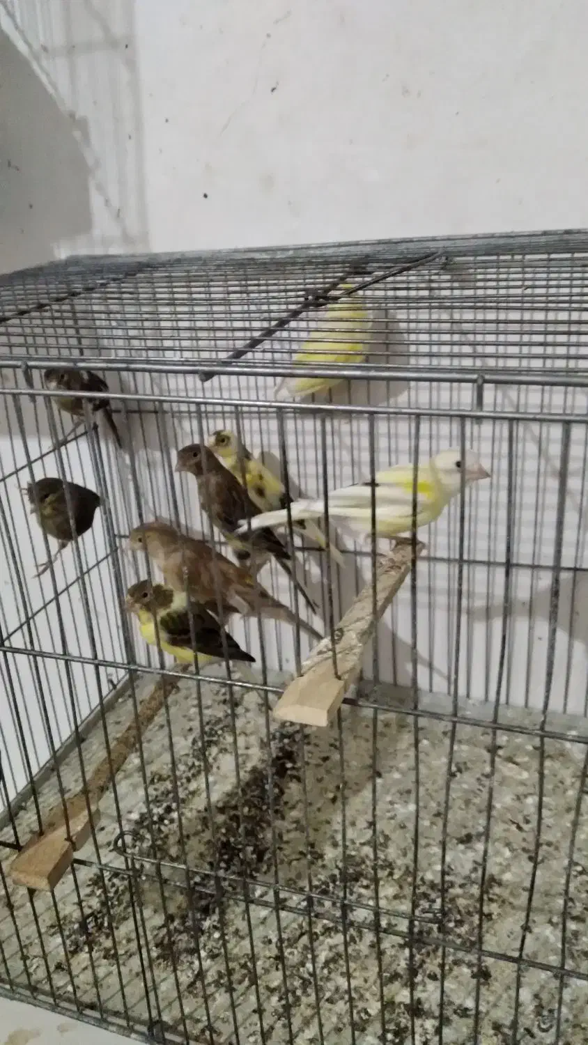 قناری|پرنده|هشتگرد, شهرک وحدت|دیوار