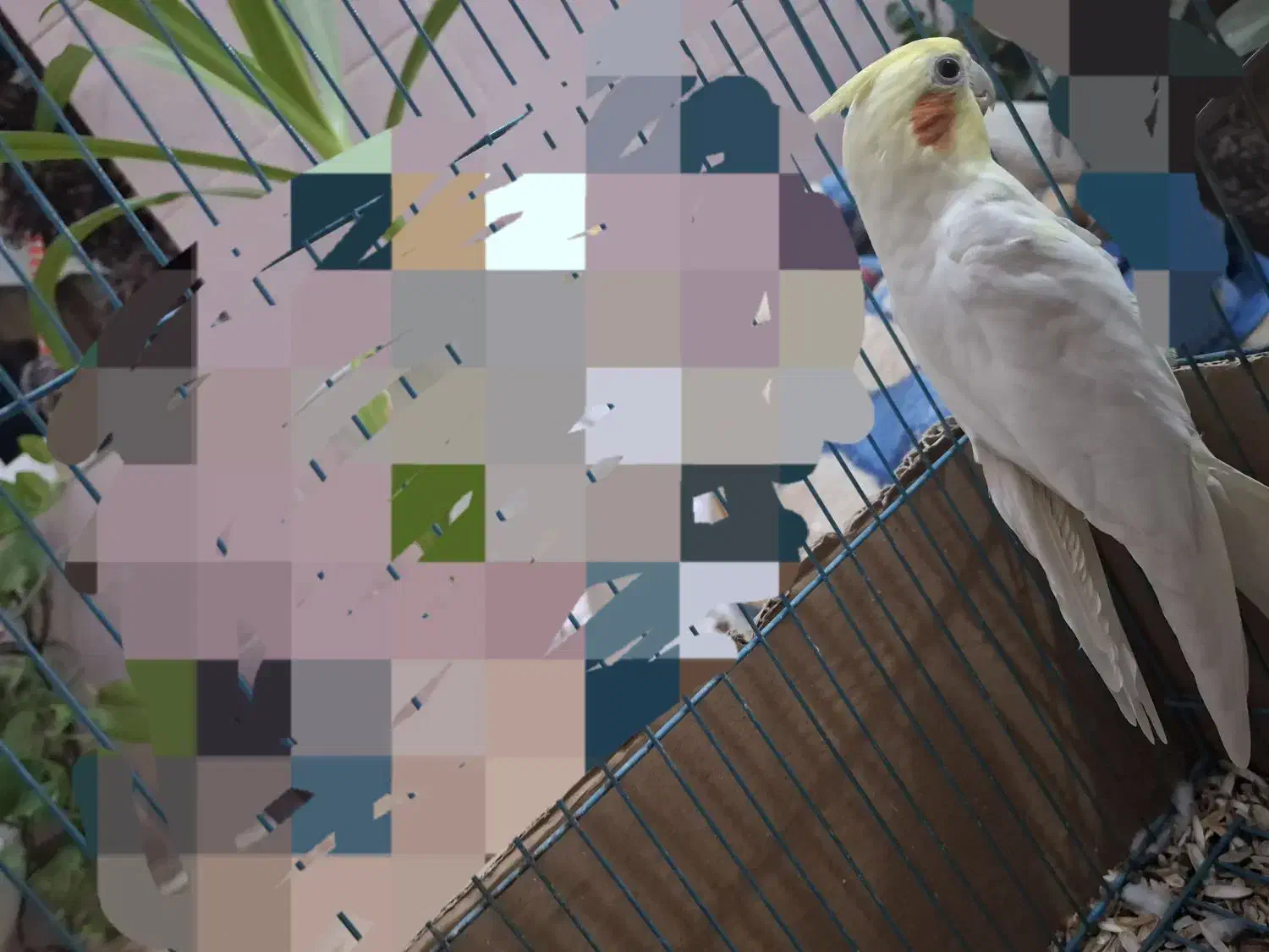 عروس هلندی لوتینو|پرنده|بافق, |دیوار