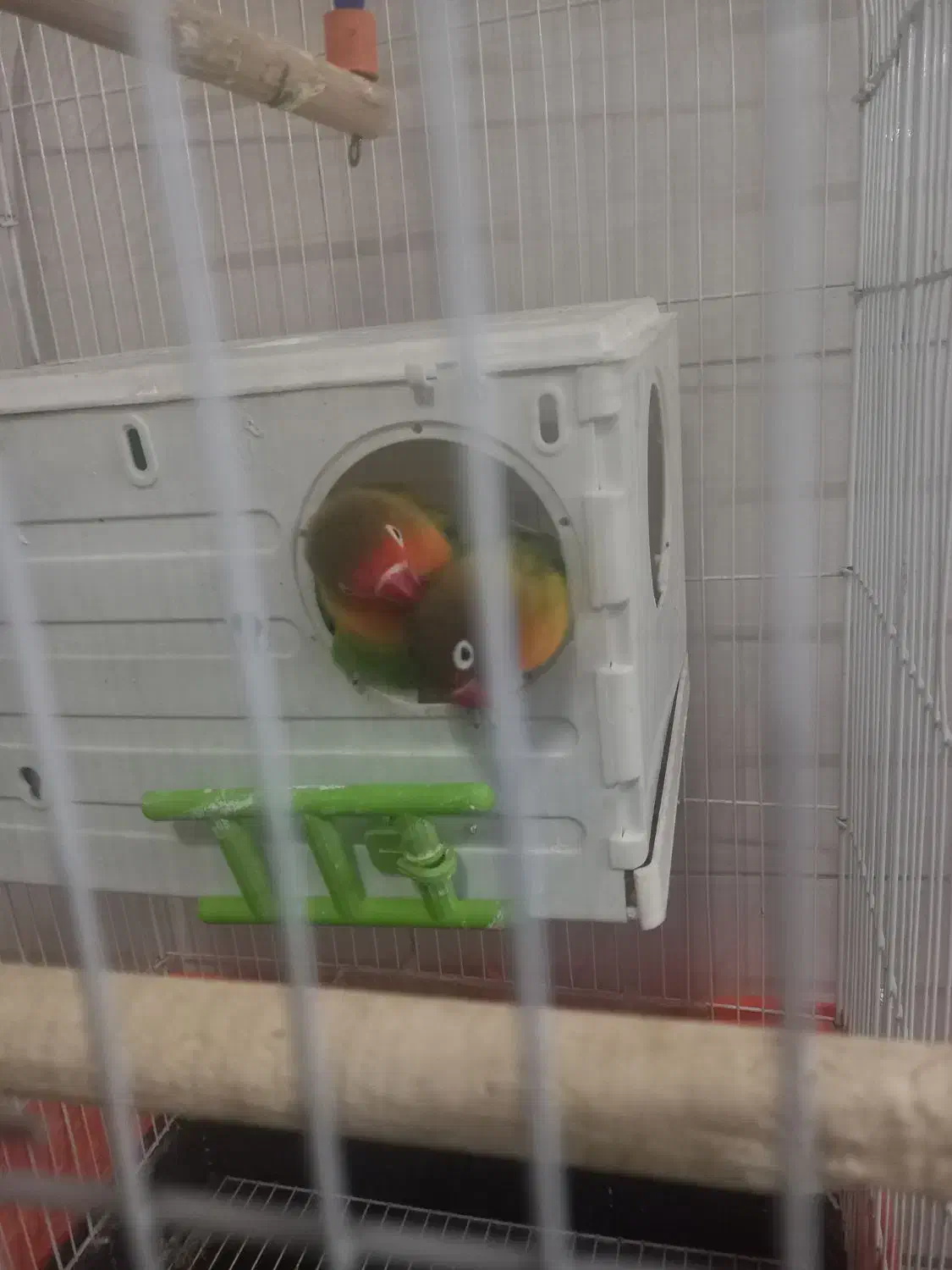 طوطی برزیلی  همراه با وسایل|پرنده|محمدیه-قزوین, |دیوار