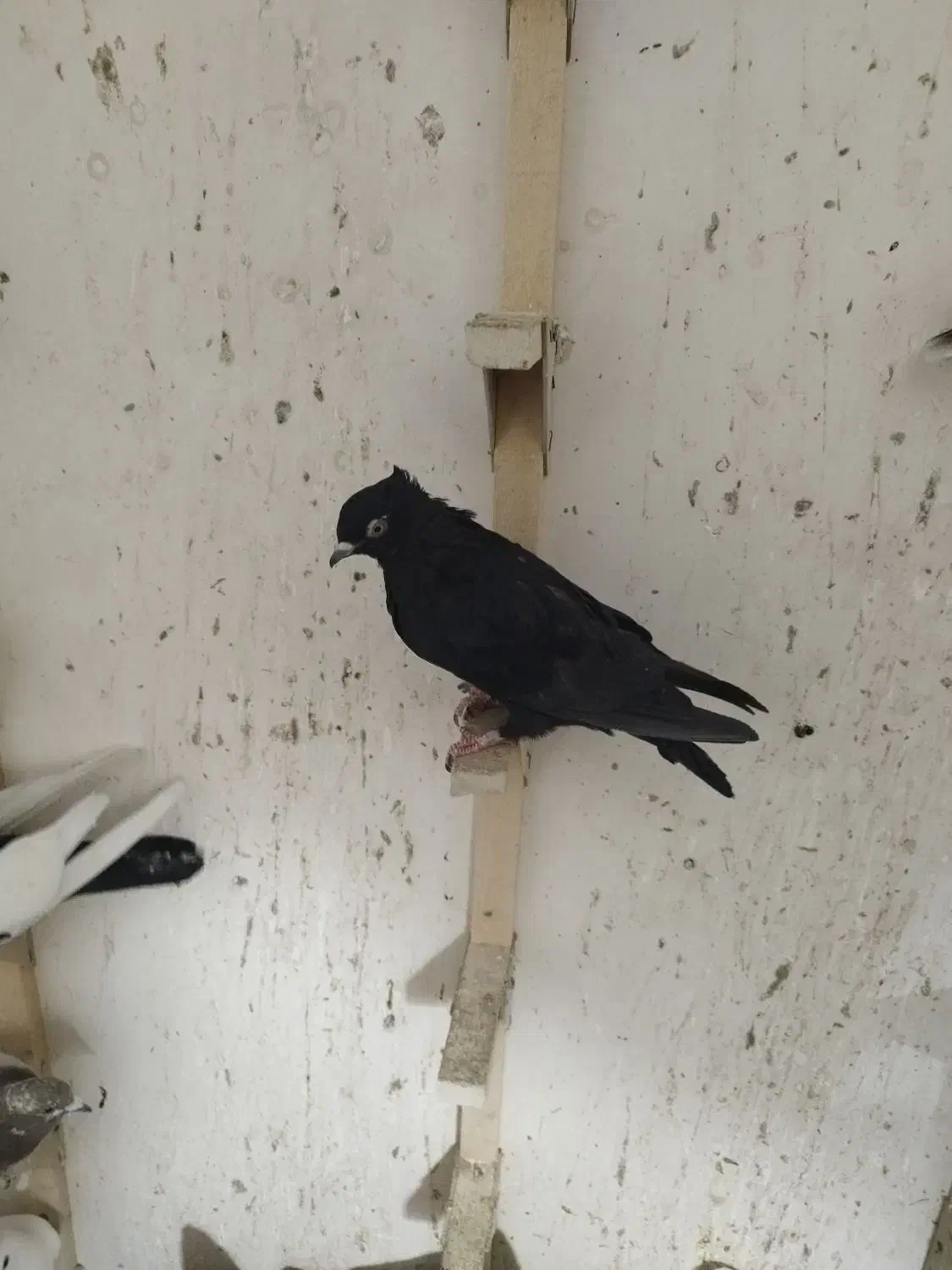 15عدد پلاکی دورگ بهبهانی|پرنده|داراب, |دیوار