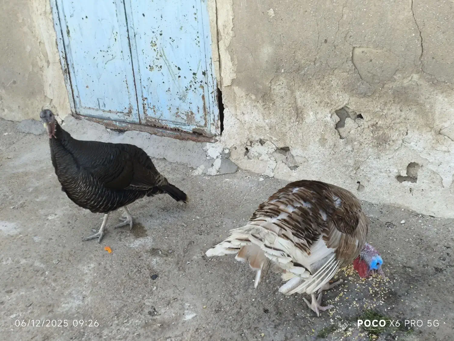 بوقلمون|حیوانات مزرعه|کاکی, |دیوار