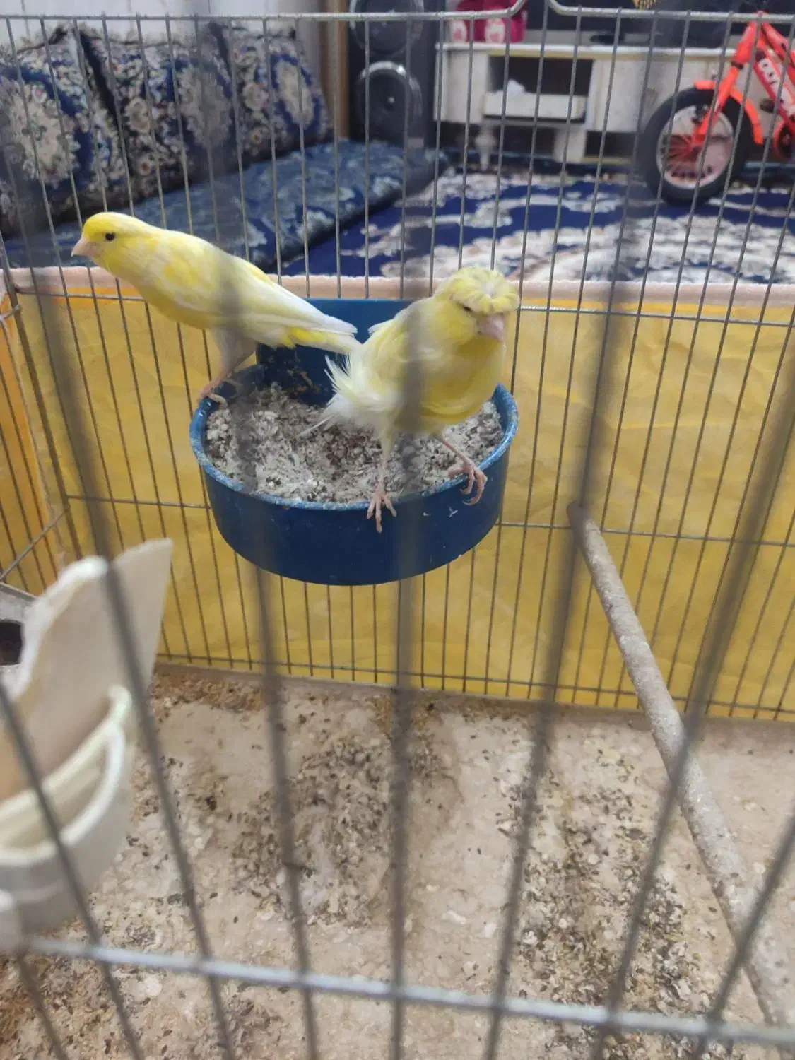 قناری نرو ماده|پرنده|خمینی‌شهر, |دیوار