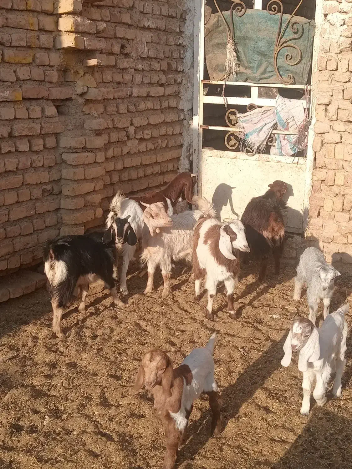 بزغاله|حیوانات مزرعه|جوادآباد, |دیوار