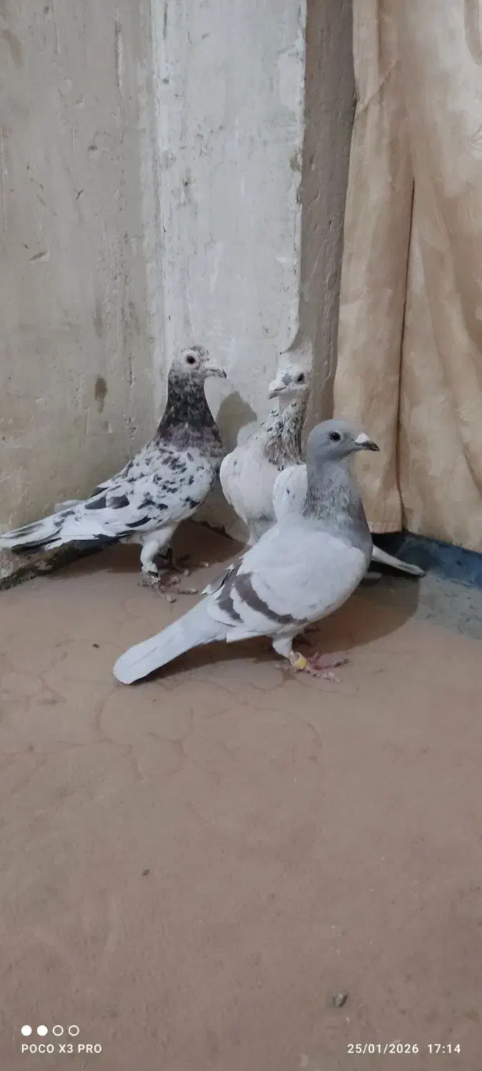 کفتر جوجه کشی|پرنده|تایباد, |دیوار