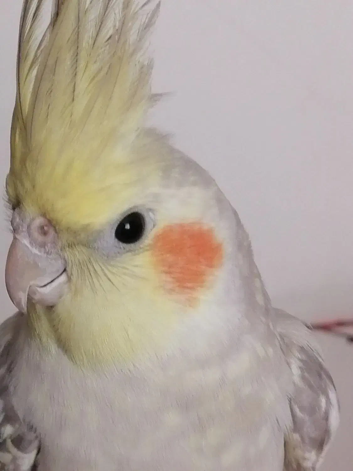 عروس هلندی|پرنده|سبزوار, شهرک ابوذر|دیوار