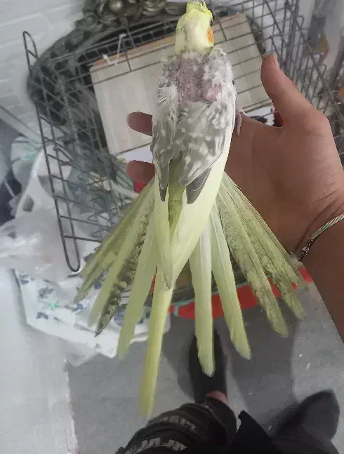 پرنده عروس|پرنده|همدان, |دیوار