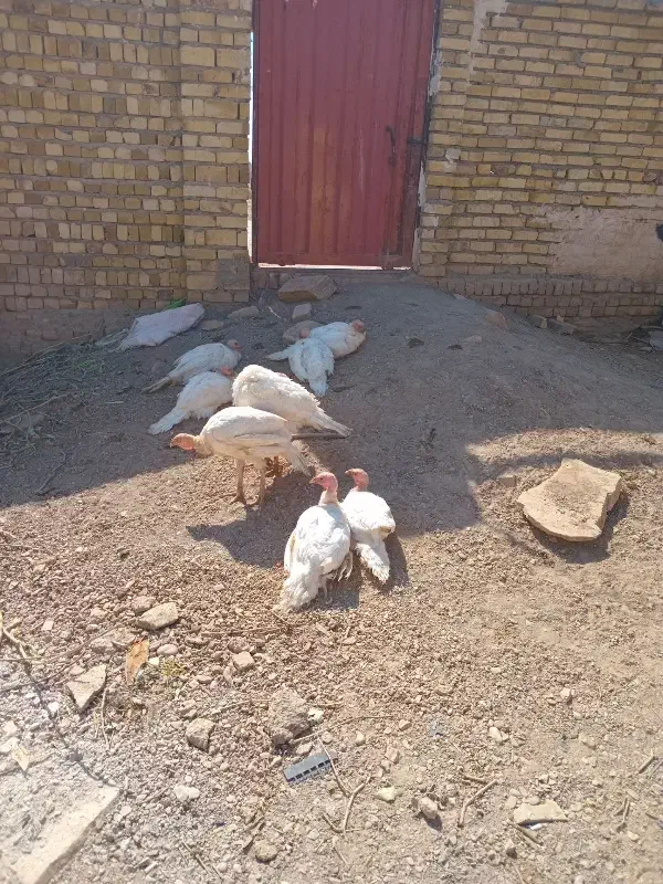 بوقلمون|حیوانات مزرعه|تاکستان, |دیوار